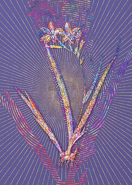 Gladiolus Cardinalis