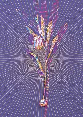 Fritillaria Latifolia