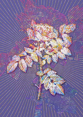 Kamtschatka Rose Mosaic