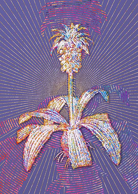 Eucomis Regia Mosaic