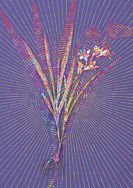 Gladiolus Xanthospilus