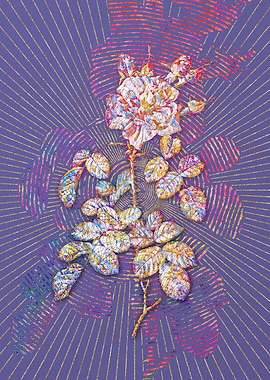 Four Seasons Rose in Bloom