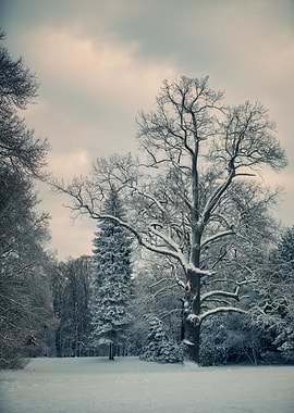 Winter morning in the park
