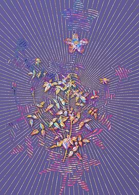 Single Dwarf Chinese Rose