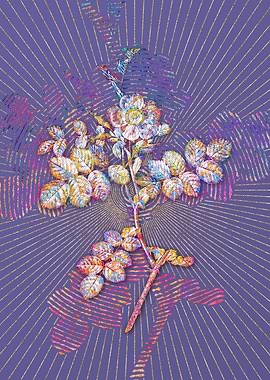 Pink Sweetbriar Rose