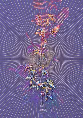 Spanish Clover Bloom