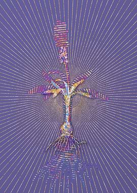 Scilla Lingulata Mosaic