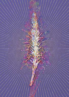 Pitcairnia Latifolia