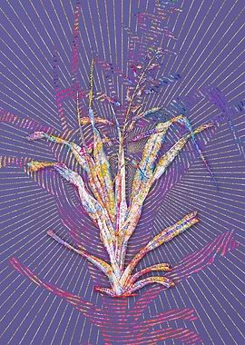 Pitcairnia Bromeliaefolia