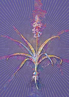 Scilla Patula Mosaic