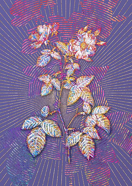 Red Bramble Leaved Rose