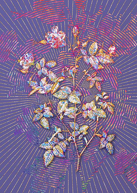 Pink Flowering Rosebush