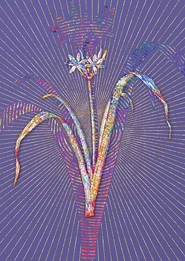 Small Flowered Pancratium