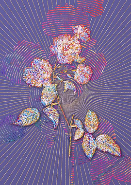 Red Cabbage Rose in Bloom