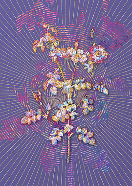 Prickly Sweetbriar Rose