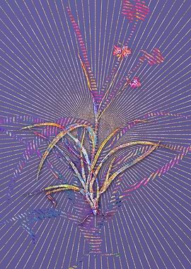 Spiderwort Mosaic Flower