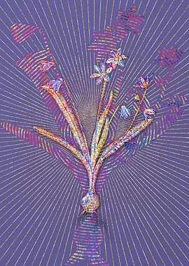 Scilla Amoena Mosaic