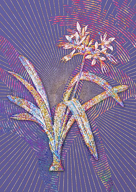 Pancratium Illyricum