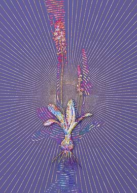 Scilla Obtusifolia Mosaic