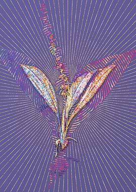 Peliosanthes Teta Mosaic