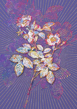 Short Styled Field Rose