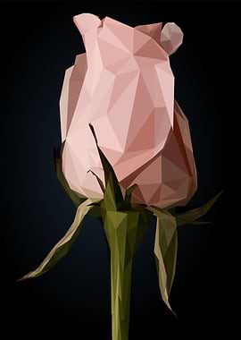 pink rose flower