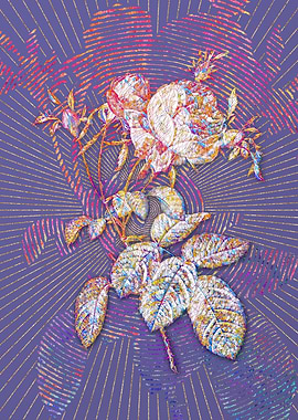 Pink Cabbage Rose de Mai