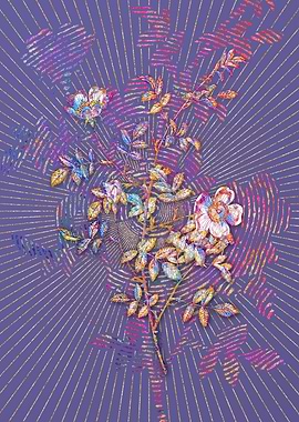 Pink Hedge Rose in Bloom