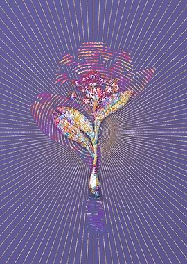 Pygmy Hyacinth Mosaic