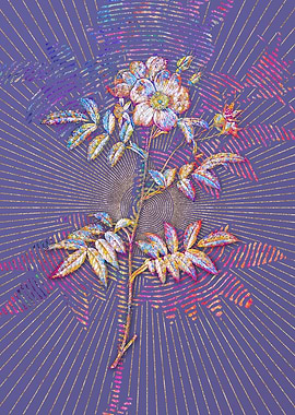 Rosa Redutea Glauca Mosaic