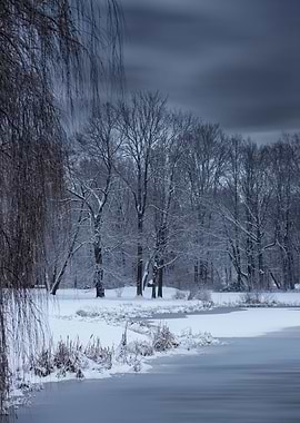 Winter trees in the park