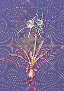 Streambank Spiderlily