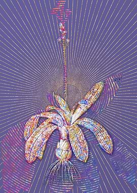 Scilla Lilio Hyacinthus