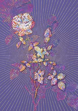 Pink Autumn China Rose