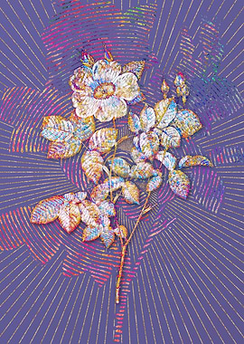 Twin Flowered White Ros