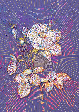 White Rose of York Mosaic