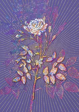 White Rose of Rosenberg