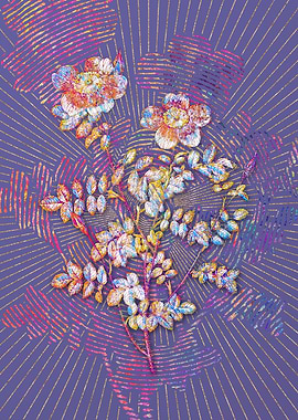 Variegated Burnet Rose