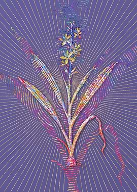 Wachendorfia Thyrsiflora