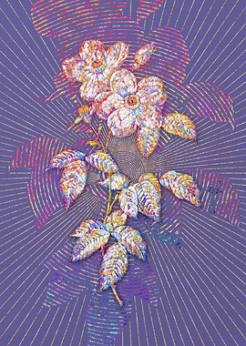 Tea Scented Roses Bloom