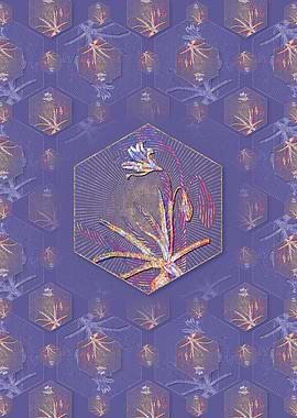 Amaryllis Broussonetii