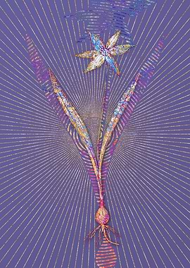 Tulipa Celsiana Mosaic