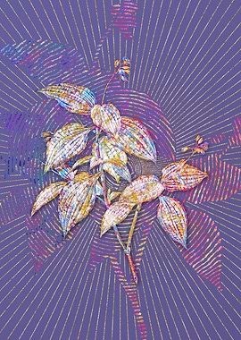 Tradescantia Erecta Mosaic