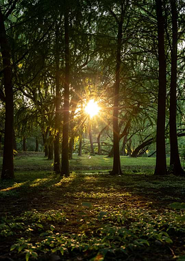 Forest Sunlight Nature