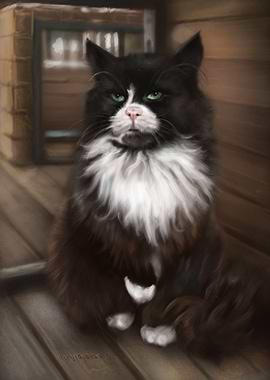 A Cat From Zelenogradsk