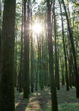 Forest Sunlight Nature
