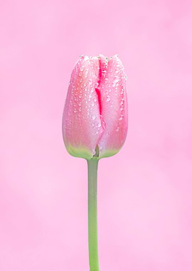 Sweet pink tulip