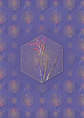 Gladiolus Cunonius Pattern