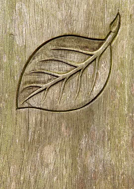 Engraved leaf