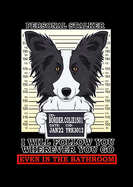 Border Collie Stalker